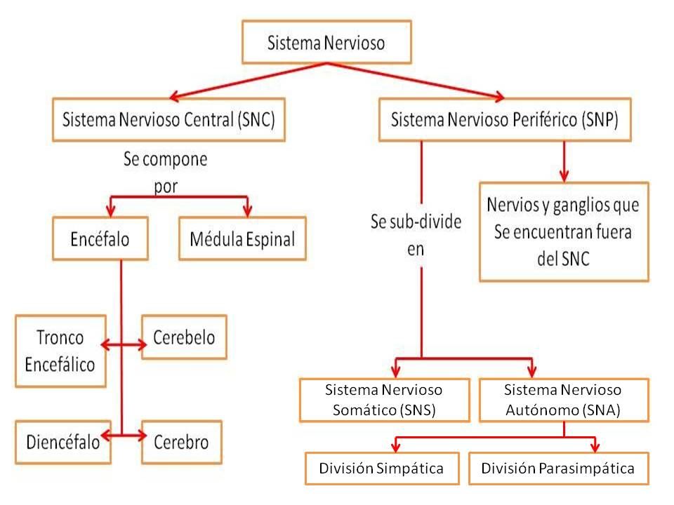 37 Mapa Conceptual Del Sistema Nervioso Y Sus Funciones Most Popular ...