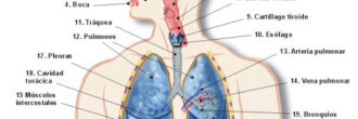 Mapa conceptual del sistema respiratorio