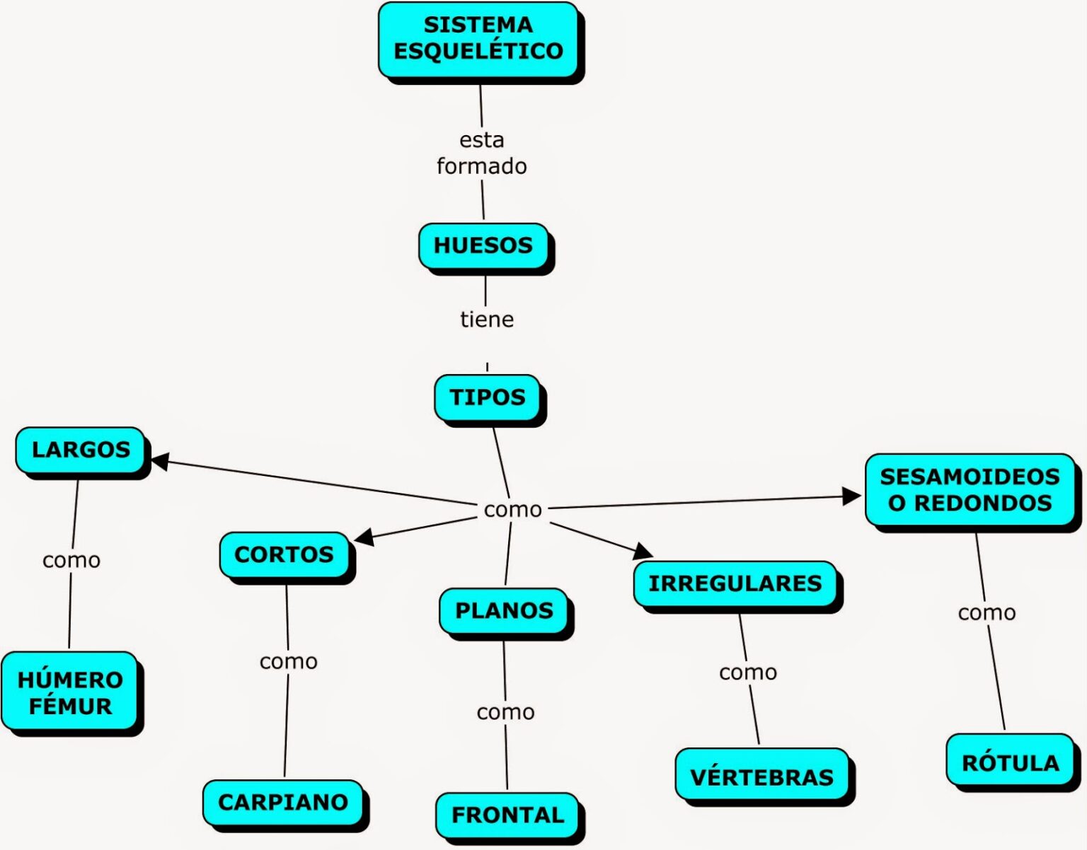 Mapa conceptual del sistema óseo ¡Guía paso a paso!